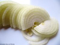 Zwiebel 111224 20 txt.jpg