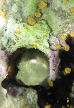 Aglaophenia octodonta Heller, 1868 Vir 140613 3979 d.jpg