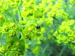 Anth verb TH 120429 554.jpg