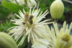 Anthrenus verbasci Linné, 1767, Vir 120528 647.jpg