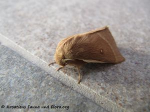 EriogRimi Vir 160909 9296.jpg