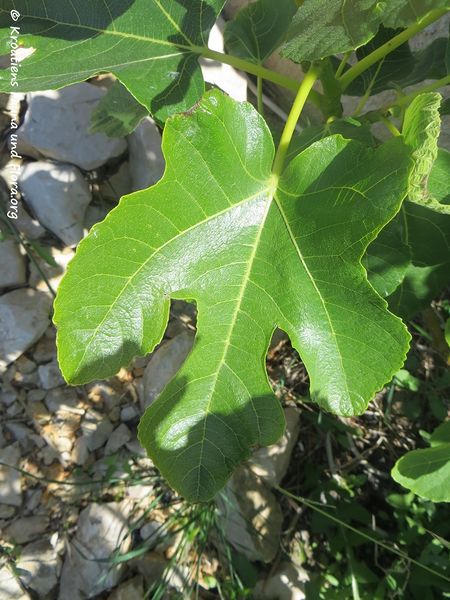 Datei:Ficus carica Linné, 1753 Vir 170511 7600.jpg