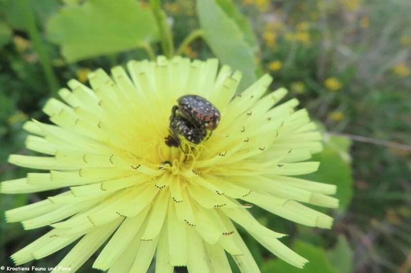 Datei:Urospermum dalechampii (L.) Schmidt, 1795 Vir 240503 7728.JPG