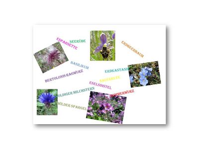 Wiki Deutsche Namen.jpg