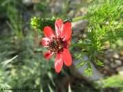 Feuer-Adonisröschen , jesenski gorocvijet. Fundort: Vir 05/2018, Giftpflanze