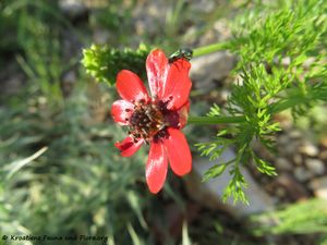 Adonis annua Linné, 1753 Vir 180505 13517.jpg