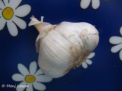 Zwiebel mit 4 schmalen Zehen, Markt in Benkovac 09/2015