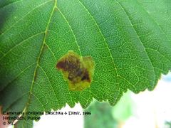 Junge Raupe im noch kleinen Fraßgang, Heselbach 06/2012