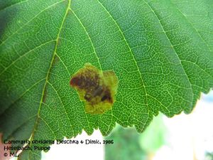 Cam ohri Hes 120630 315.jpg