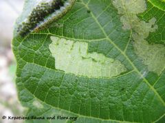 Fraßschaden – Skelettfraß, Vir 06/2016