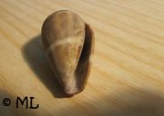 Conus (Lautoconus) ventricosus Gmelin, 1791 - Mittelmeer-Kegelschnecke, Fundort: Povile 09/2006, Meerestier