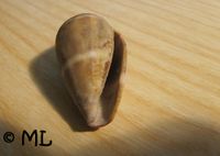 ConVen Povile 060922 06.jpg