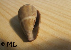 ConVen Povile 060922 06.jpg