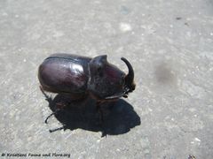 ♂ Lišane Ostrovičke 06/2017