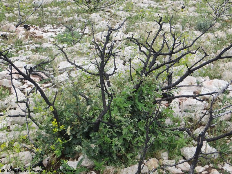 Datei:Quercus pubescens Willdenow, 1796 Obro180610 14047.jpg