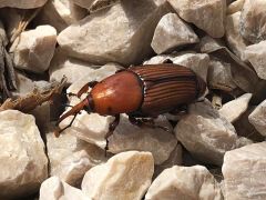 © Jochen Braun, 08/2019, ♀