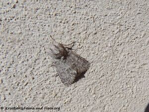 Acronicta euphorbiae Denis & Schiffermüller, 1775 Vir 220321 2454.JPG