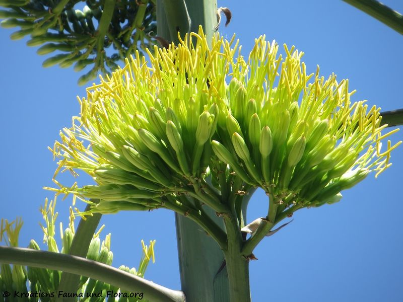 Datei:Agave americana Linné, 1753 SvPe 170711 9410.jpg