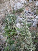 Blütenstand, Senj 12/2013