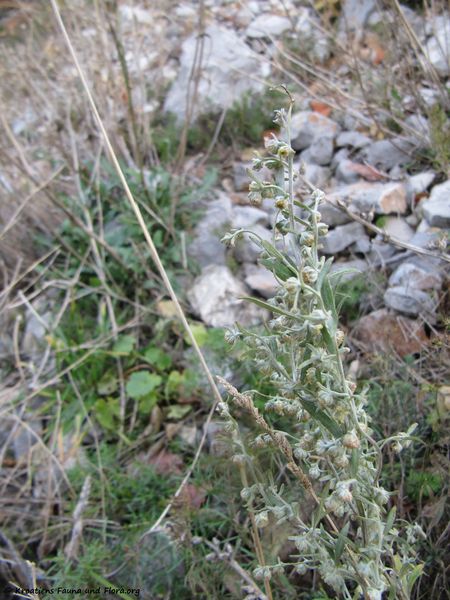 Datei:ArteAbs Senj 131209 7091k.jpg