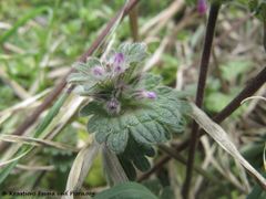 Kleistogame Blüten, Vir 04/2013