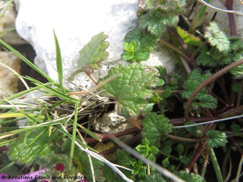 Datei:Bla 1 LamAmp Bilo 180214 10786.jpg