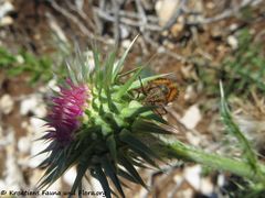 Auf Carduus nutans Linné, 1753 - Nickende Distel, poniknuti stričak, Stara Novalja 09/2019