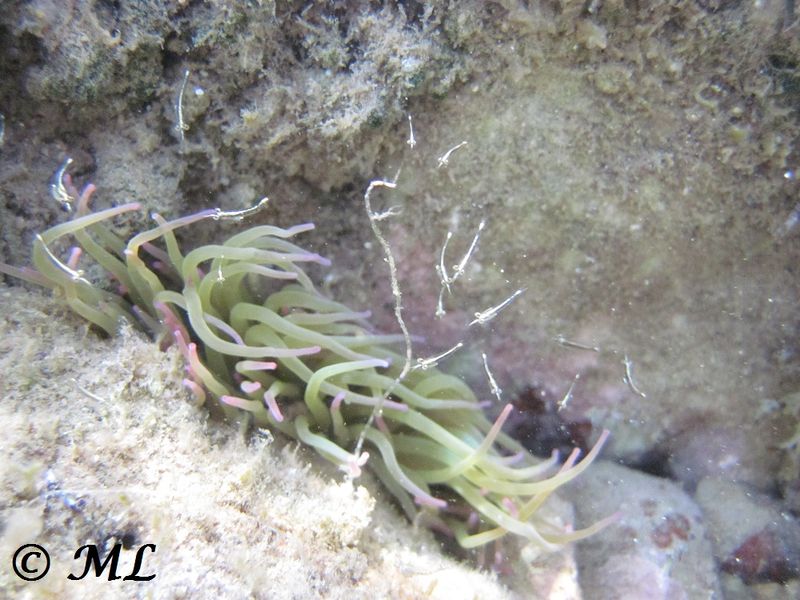 Datei:Leptomysis mediterranea Sars, 1877 Vir 140815 5377.jpg