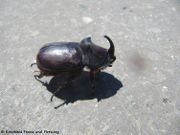 Oryctes nasicornis Linné, 1758 - Nashornkäfer, nosorožac. Fundort: Lišane Ostrovičke 06/2017, Geschütztes Tier in D und CH