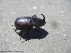 ♂ Lišane Ostrovičke 06/2017