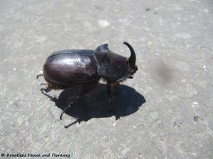 Oryctes nasicornis Linné, 1758 Liš 170613 8236.jpg