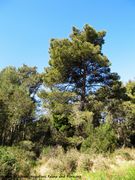 PinHalep Hex2 Kož 150413 0173.jpg