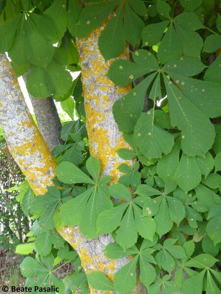 Datei:Aesculus hippocastanum Linné, 1753 Ohrid 9 Stamm.jpg