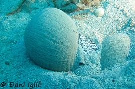 Đani Iglić , Zlarin 01/2020, 27 Meter Tiefe