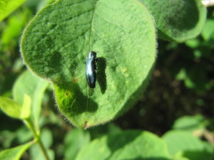 Agrilus cyanescens Ratzeburg 1837, TH 120510 587.JPG