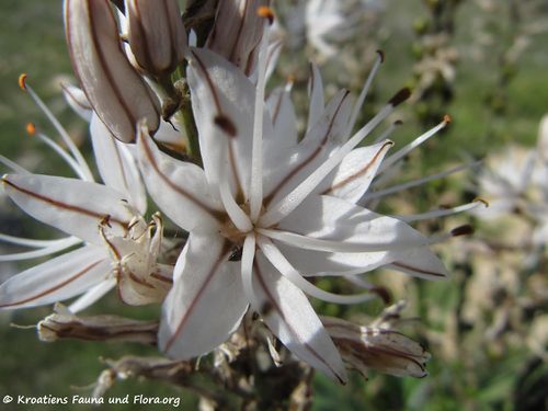 Asphodelus aestivus Brotero, 1804 Blü8 Vir 120505 288.jpg