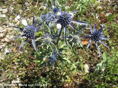 Blütenstände, Brinje 07/2013