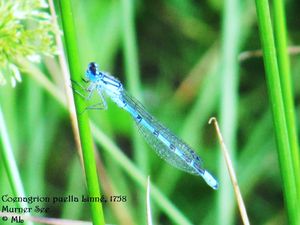 Coenagrion puella Linné, 1758, MuSe 130624 2924.jpg