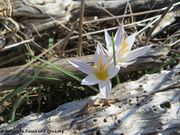Crocus reticulatus Adams ex Stevens, 1805 - Netz-Krokus, išarani šafran. Fundort: Vir 02/2017