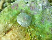 Anomia ephippium Linné, 1758 - Zwiebelmuschel, latica, Fundort: Otok Vir 09/2012, Meerestier