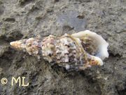 Cerithium vulgatum Bruguière, 1792 - Seenadel, vretenjača, Fundort: Vir 01/2014, Meerestier