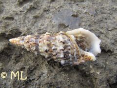 Adultus mit Einsiedlerkrebs, Vir 01/2014