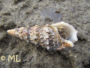 CerVul Vir 140101 0016.jpg