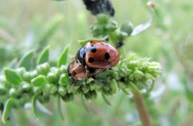 Kopula auf Amaranth, Privlaka 04/2014