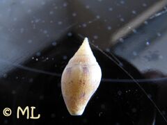 Gehäuse, Vir 10/2011