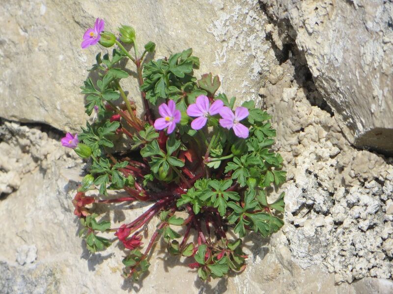 Datei:Geranium purpureum Villars, 1786 Nin Stadtm 130403 0607.JPG