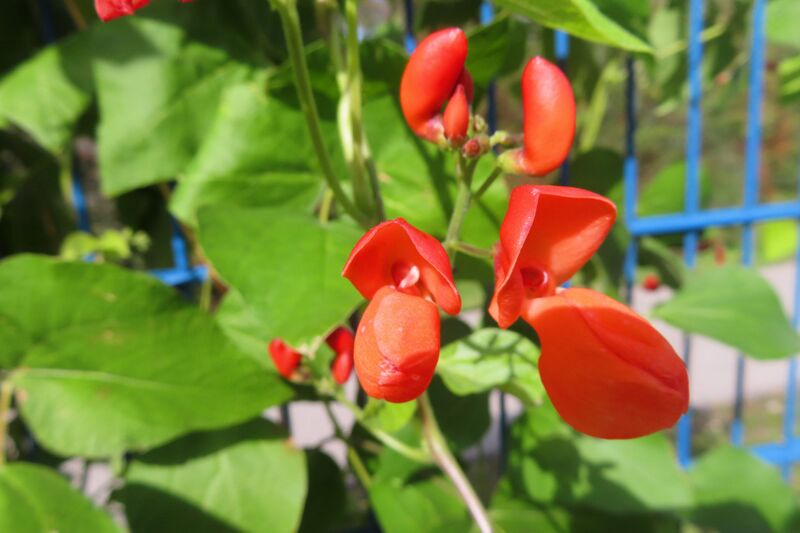 Datei:Phaseolus coccineus Linné, 1758 Hes 240929 3774.JPG