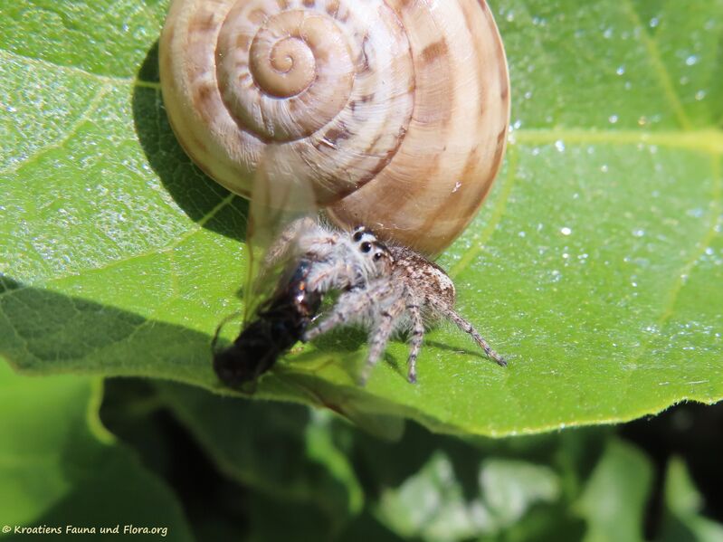 Datei:Philaeus chrysops Poda, 1761 Vir 210527 2348 d.JPG