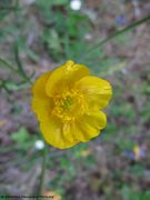 Ranunculus acris Linné, 1753 - Scharfer Hahnenfuß, žabnjak ljutić. Fundort: Bayern – Thalmassing 04/2012, Giftpflanze , Heilpflanze in der Homöopathie