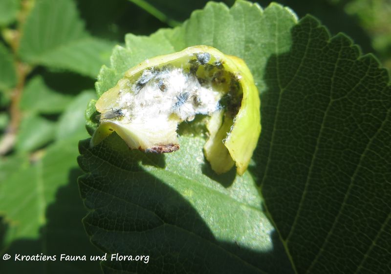 Datei:Tetraneura (Tetraneura) ulmi Linné, 1758 Sab 180520 13775.jpg